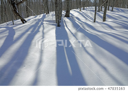 冬天陽光明媚的山毛櫸森林山毛櫸的陰影生長在雪面上 - 癒合森林福島肯塔達米町 冬天陽光明媚的山毛櫸森林山毛櫸的陰影生長在雪面上 - 癒合森林福島肯塔達米町 47835163