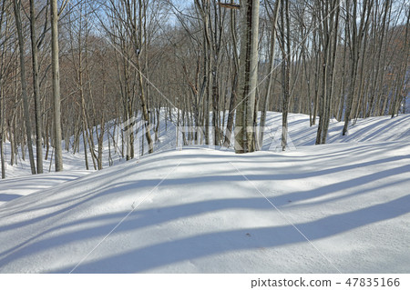Winter sunny beech forest The shadow of beech grows on the snowy surface - Healing forest Fukushima ken Tadami cho Winter sunny beech forest The shadow of beech grows on the snowy surface - Healing forest Fukushima ken Tadami cho 47835166