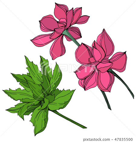 Vector Jungle botanical succulent flower. Engraved ink art illustration. Isolated succulents Vector Jungle botanical succulent flower. Engraved ink art illustration. Isolated succulents 47835500
