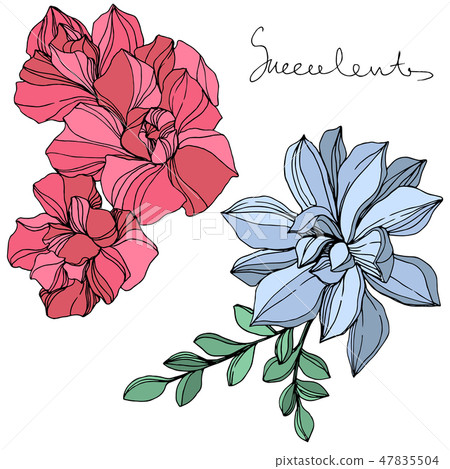 Vector Jungle botanical succulent flower. Engraved ink art illustration. Isolated succulents Vector Jungle botanical succulent flower. Engraved ink art illustration. Isolated succulents 47835504