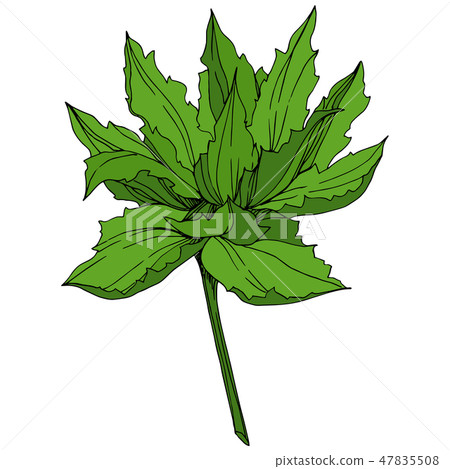 Vector Jungle botanical succulent flower. Engraved ink art illustration. Isolated succulents Vector Jungle botanical succulent flower. Engraved ink art illustration. Isolated succulents 47835508