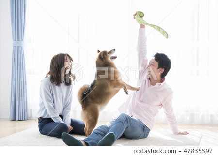 A couple playing with Shiba Inu 47835592