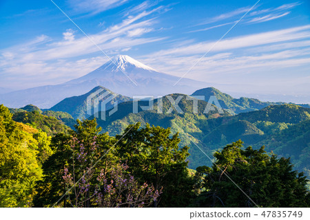 [靜岡縣]從新鮮的綠色葛城到富士山 47835749