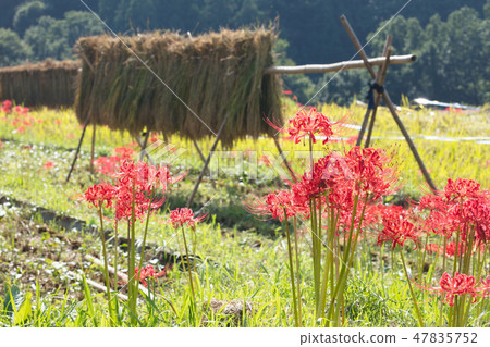 Masanosha flower and rice field Masanosha flower and rice field 47835752