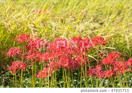 Masanosha flower and rice field 47835753