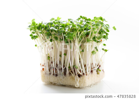 Broccoli Sprout Broccoli Sprout 47835828