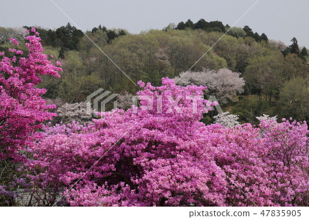 Mitsuba azalea blooming in satoyama Mitsuba azalea blooming in satoyama 47835905