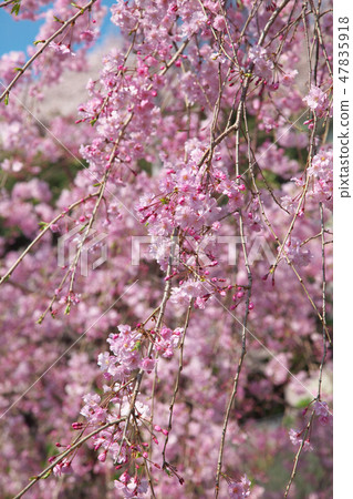 Yaeba分支櫻花綻放生動 47835918