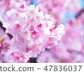 Cherry Blossoms	 47836037