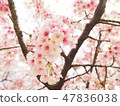 Cherry Blossoms	 47836038