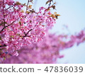Cherry Blossoms	 47836039
