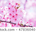Cherry Blossoms	 47836040
