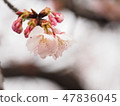 Cherry Blossoms	 47836045