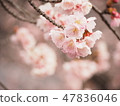 Cherry Blossoms	 47836046