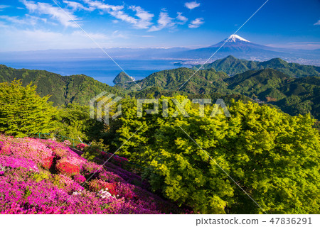 [Shizuoka Prefecture] Azaleas bloom from Katsuragi to Mt. Fuji 47836291