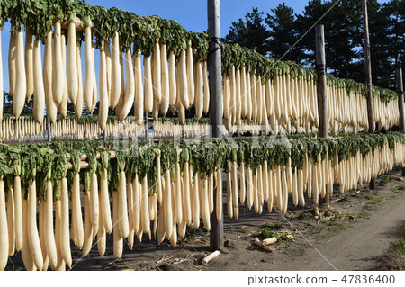 Daikon's heaven sunrise 47836400
