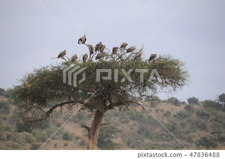Kenya, Masai Mara, Safari, Koshiro vulture 47836488