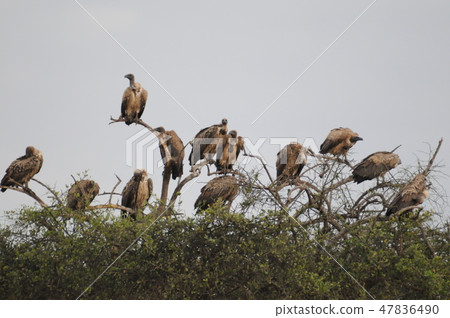 Kenya, Masai Mara, Safari, Koshiro vulture Kenya, Masai Mara, Safari, Koshiro vulture 47836490