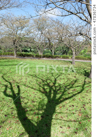 Trees standing in the lawn 47836734
