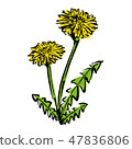 Dandelion 47836806
