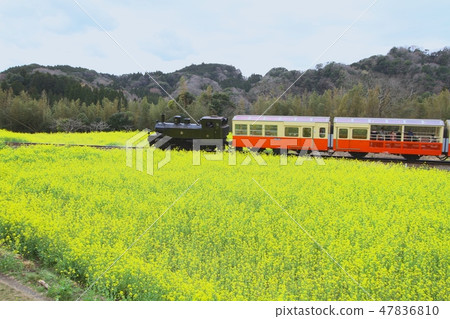 Kominato鐵路Satoyama Trucko 47836810