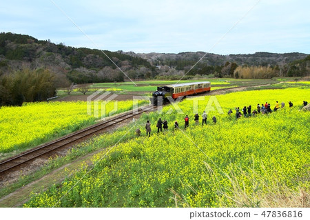 Kominato鐵路Satoyama Trucko 47836816