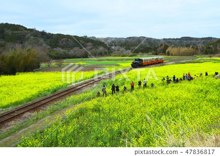 Kominato鐵路Satoyama Trucko 47836817