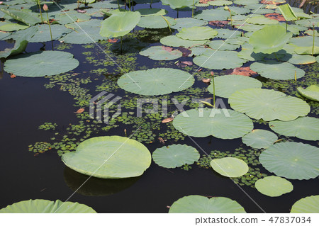 很多伊豆沼 47837034