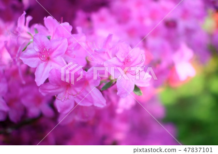 杜鵑花的奧卡公園 47837101