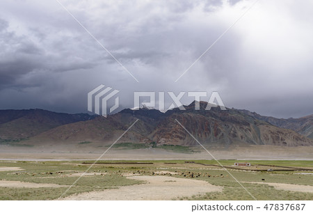Kashmir goats in Zanskar landscape with monaste Kashmir goats in Zanskar landscape with monaste 47837687