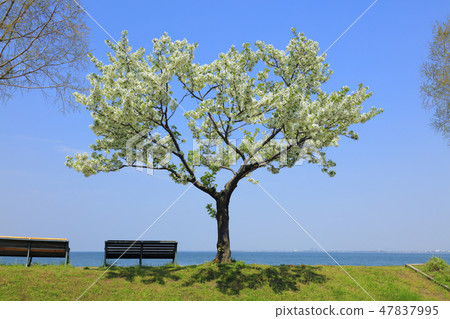 櫻花（大津湖岸渚面公園） 47837995