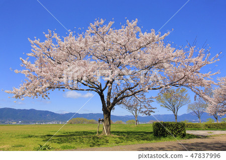 吉野櫻花樹（Karasumaru半島） 47837996