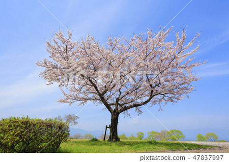 吉野櫻花樹（Karasumaru半島） 47837997