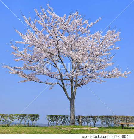 High-definition cherry tree (17500 x 170000 px) 47838041