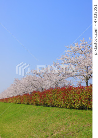 Oh cherry-blossom corridor 47838051