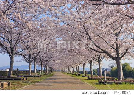 Oh cherry-blossom corridor 47838055