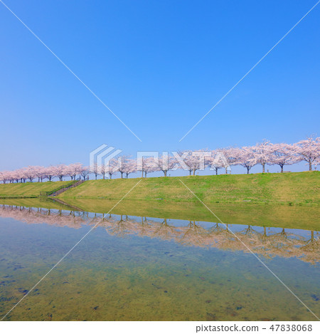 哦櫻花走廊 47838068