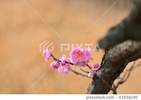 Red-Mei and Yaeyuki Mei (N) Red-Mei and Yaeyuki Mei (N) 47838240
