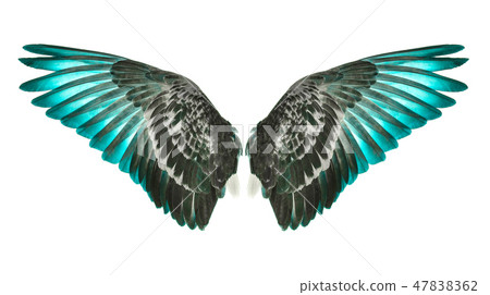 Pinion on the sprawling white  backgrounds 47838362