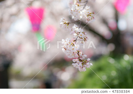 櫻花和Bomboli 47838384