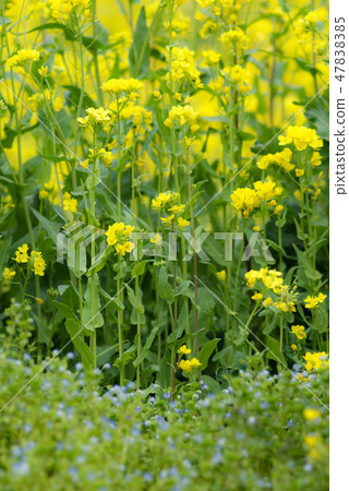 油菜花 47838385