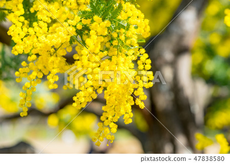 [Tokyo] Acacia flowers 47838580