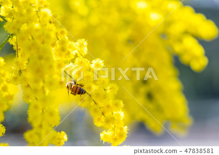[Tokyo] Acacia flowers 47838581