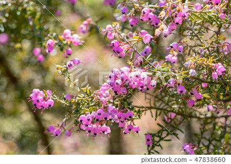 [Tokyo] Erika Janome 47838660