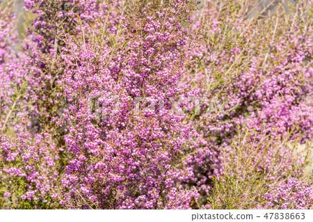 [東京] Erika Janome 47838663