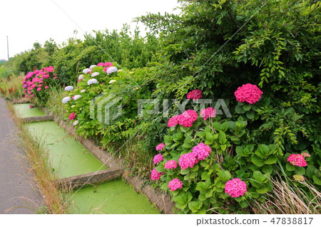 Highlanded dolmens, hydrangea, shore, shelter, Jeju Highlanded dolmens, hydrangea, shore, shelter, Jeju 47838817
