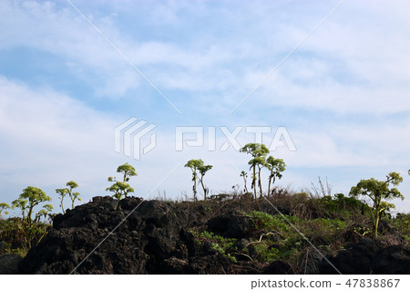 Highlanded dolmens, hydrangea, shore, shelter, Jeju Highlanded dolmens, hydrangea, shore, shelter, Jeju 47838867
