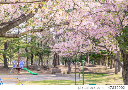 櫻花盛開的公園 櫻花盛開的公園 47839002