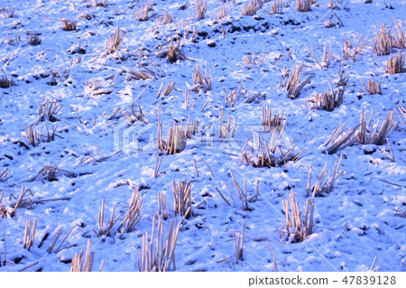 Rice field snow Rice field snow 47839128