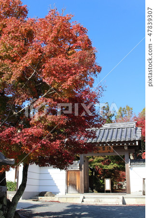 Ogunji寺 Ogunji寺 47839307